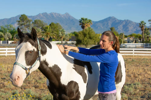 Equine Chiropractice Care