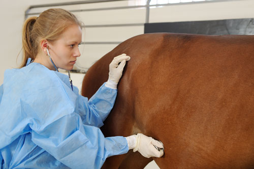 Equine Gastroscopy